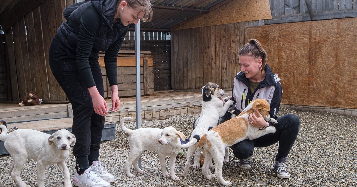Örökbefogadás feltételekkel